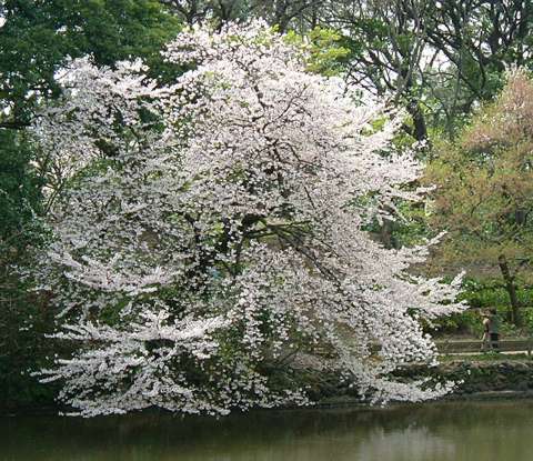 1080753220_fenpdf.jpg